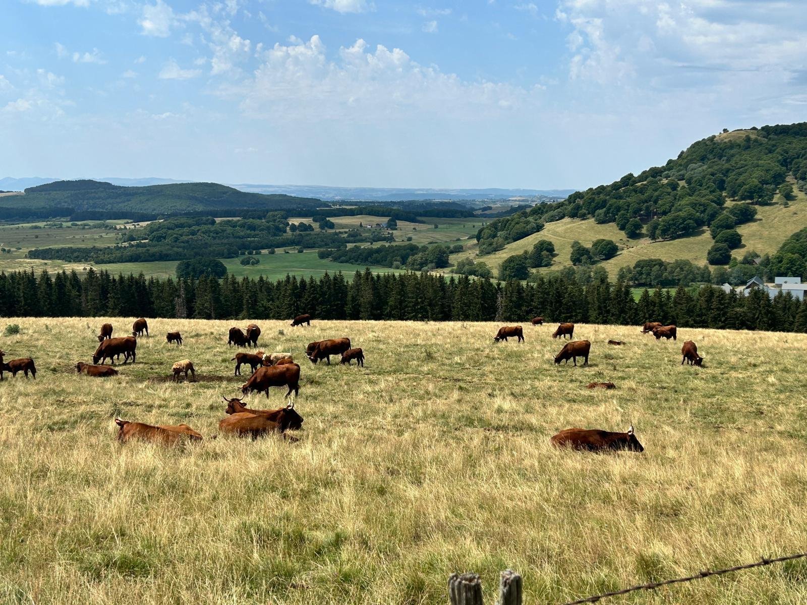 Troupeau dans les pâturages des plateaux du Sancy
